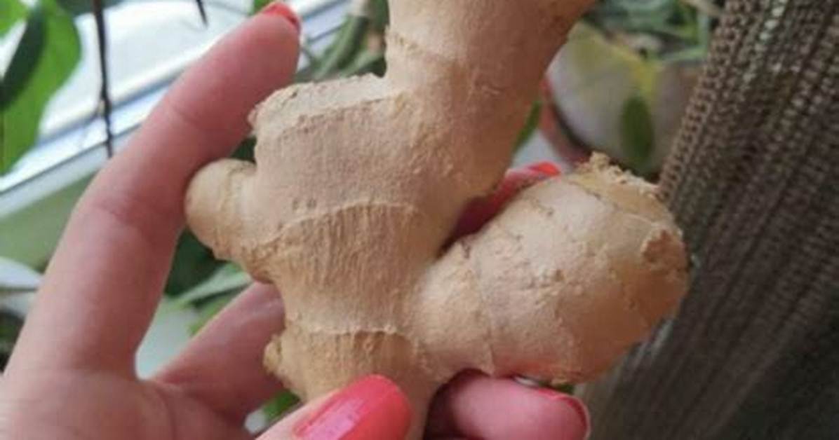 Is Ginger Truly a Root: Uncovering the Botanical Facts
