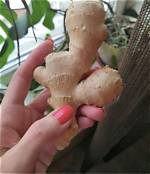 Is Ginger Truly a Root: Uncovering the Botanical Facts