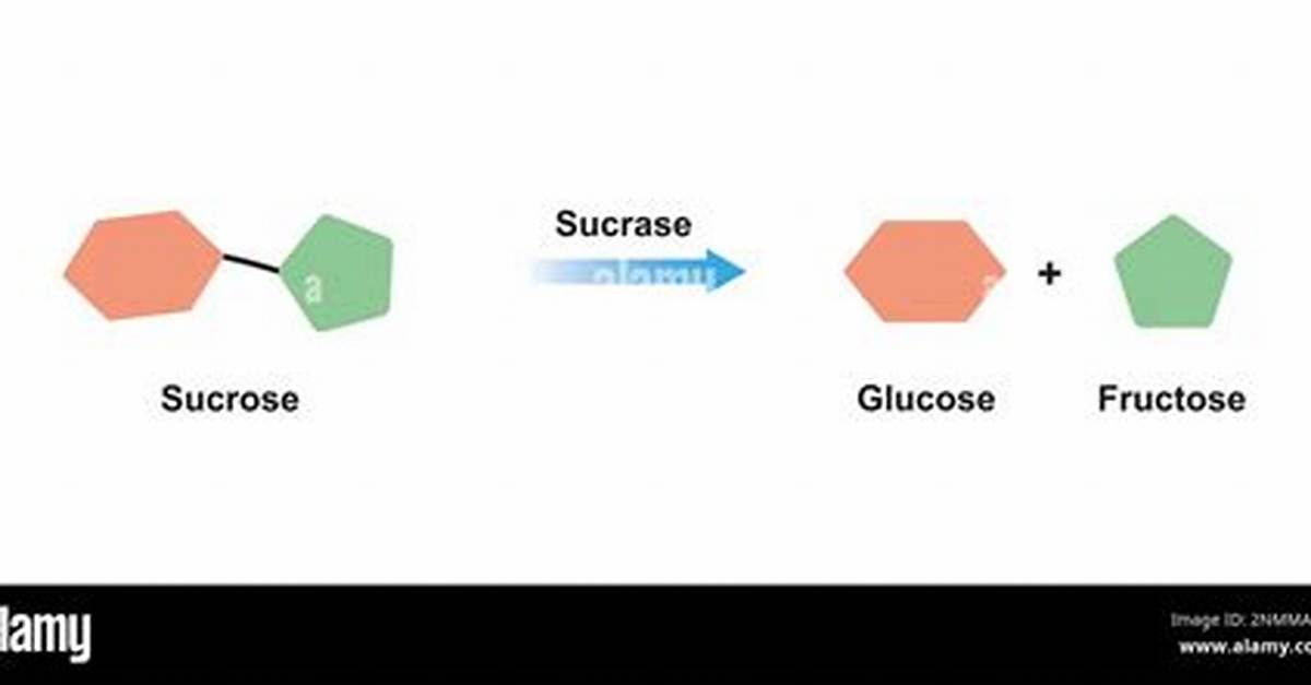 Is Glucose Organic: Breaking Down the Basics of Biological Molecules