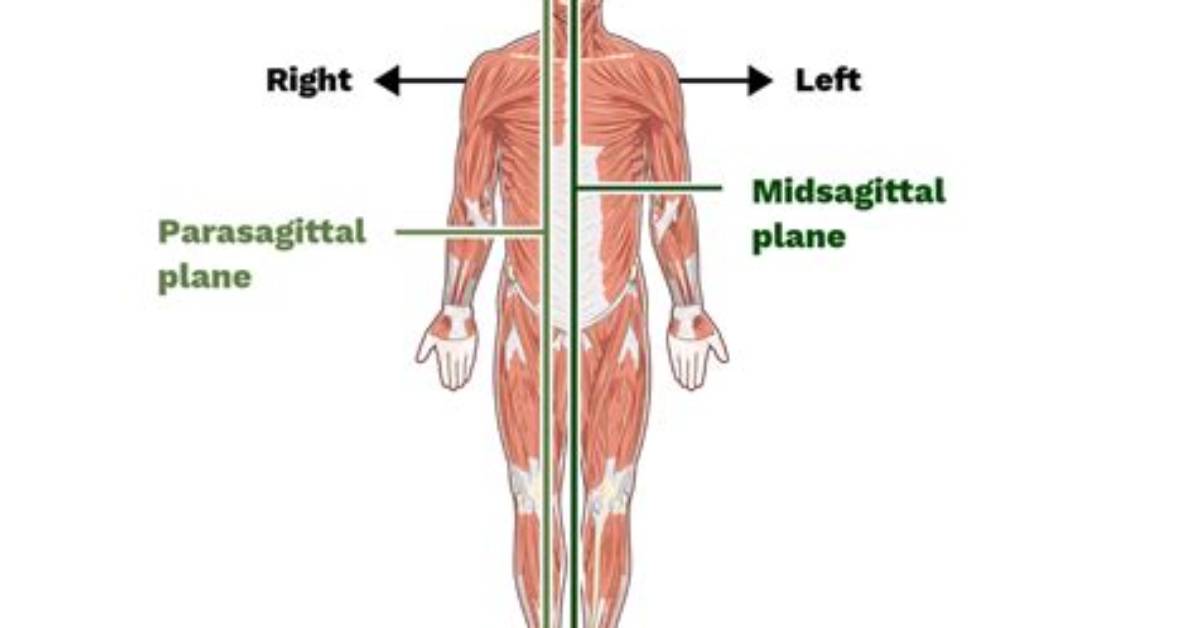 Know the Halves: the Midsagittal Plane's Role in Body Division