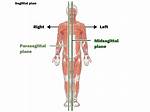 Know the Halves: the Midsagittal Plane's Role in Body Division