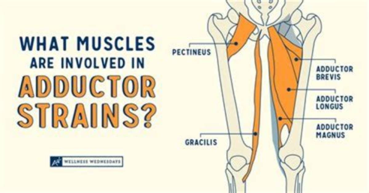 Learn the Difference: Abductor vs Adductor Muscles