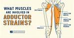 Learn the Difference: Abductor vs Adductor Muscles