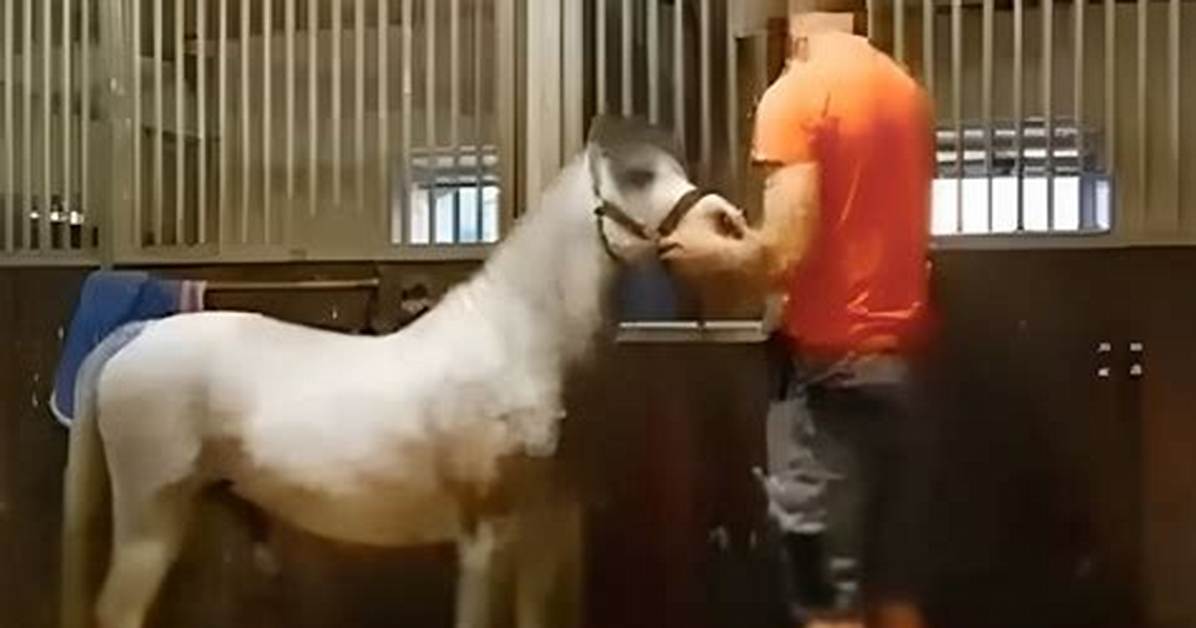 Michael Hanley Mr Hands Orange Shirt Man and Horse Video Viral ·