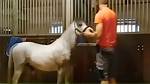 Michael Hanley Mr Hands Orange Shirt Man and Horse Video Viral ·