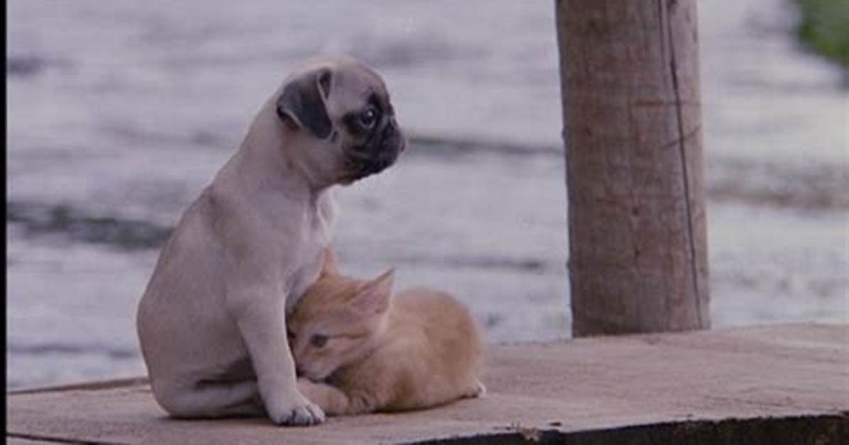 "Milo and Otis" Animal Cruelty Exposed