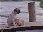 "Milo and Otis" Animal Cruelty Exposed