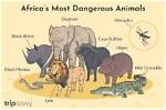 Most Dangerous Animals in Africa