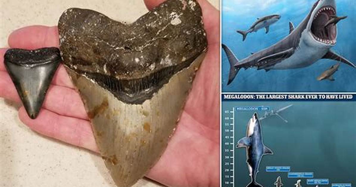 Nasa's Frozen Megalodon Unearthed: Unlocking Ancient Predator's Secrets