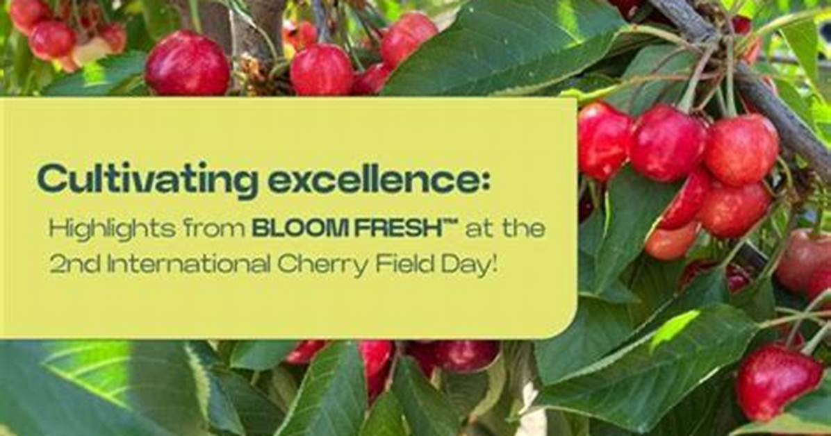 Premium Attitude Seeds: Cultivating Excellence