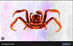Samurai Crab Video on Reddit, Amazing Fact: the Crab with a Human Face