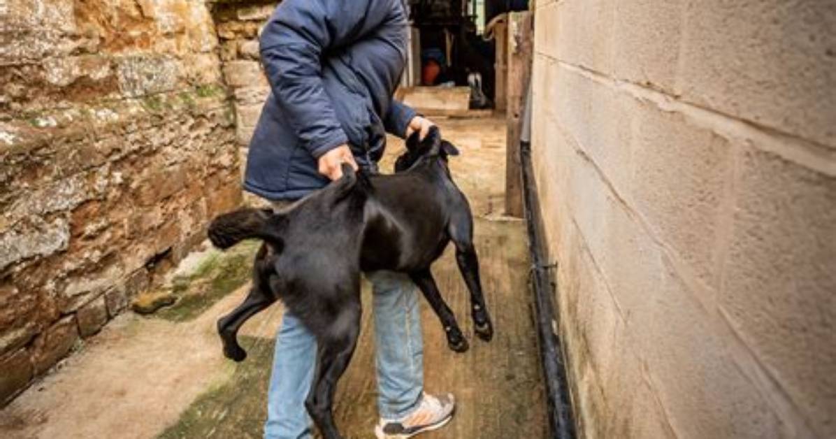 Teen Dog Theft and Its Impact