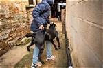 Teen Dog Theft and Its Impact
