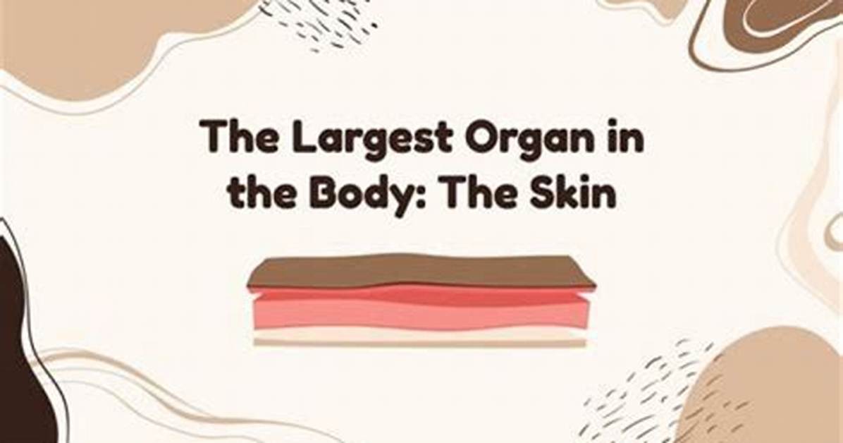 The Biggest Organ in Your Body: Discover the Incredible Size of Your Skin