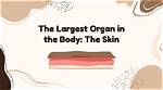 The Biggest Organ in Your Body: Discover the Incredible Size of Your Skin