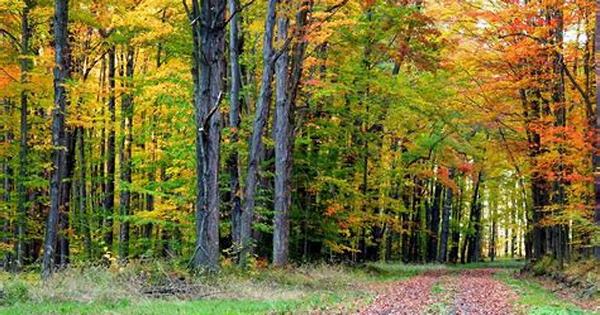 The Climate of Deciduous Forests: Exploring the Temperate Biomes