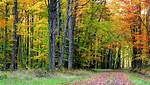 The Climate of Deciduous Forests: Exploring the Temperate Biomes