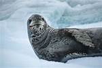 The Complete Guide to Leopard Seal Diet: What Do They Eat?