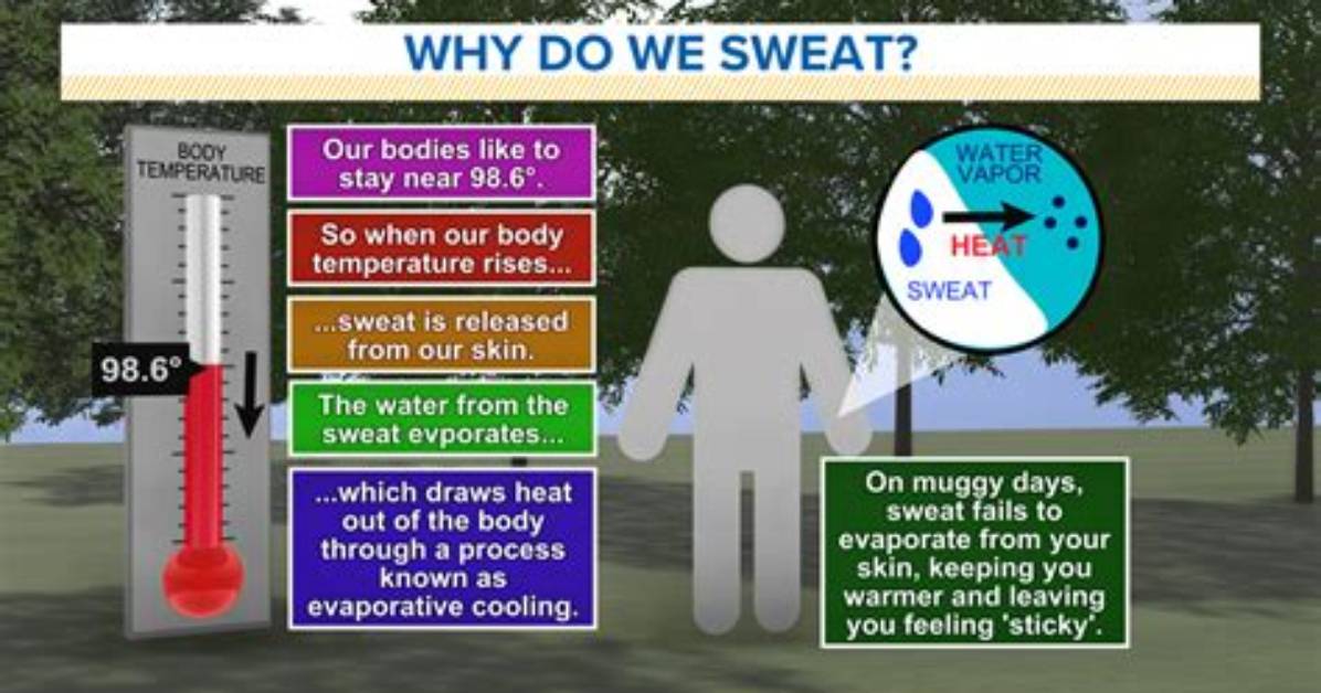 The Curious Case of Sweat: Why Does It Smell Like Corn Chips?
