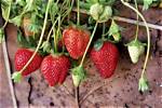 The Curious Case of the Strawberry: Unveiling Its Etymology