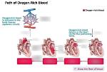 The Essential Artery: Pumping Oxygen-Rich Blood Away from the Heart