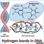 The Essential Guide to Bonds Within Dna: Unlocking the Secrets of Molecular Interactions