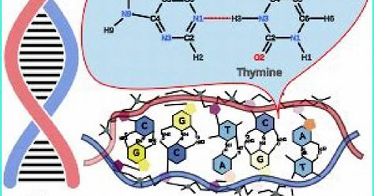 The Essential Guide to Hydrogen Bonds in Dna