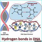 The Essential Guide to Hydrogen Bonds in Dna
