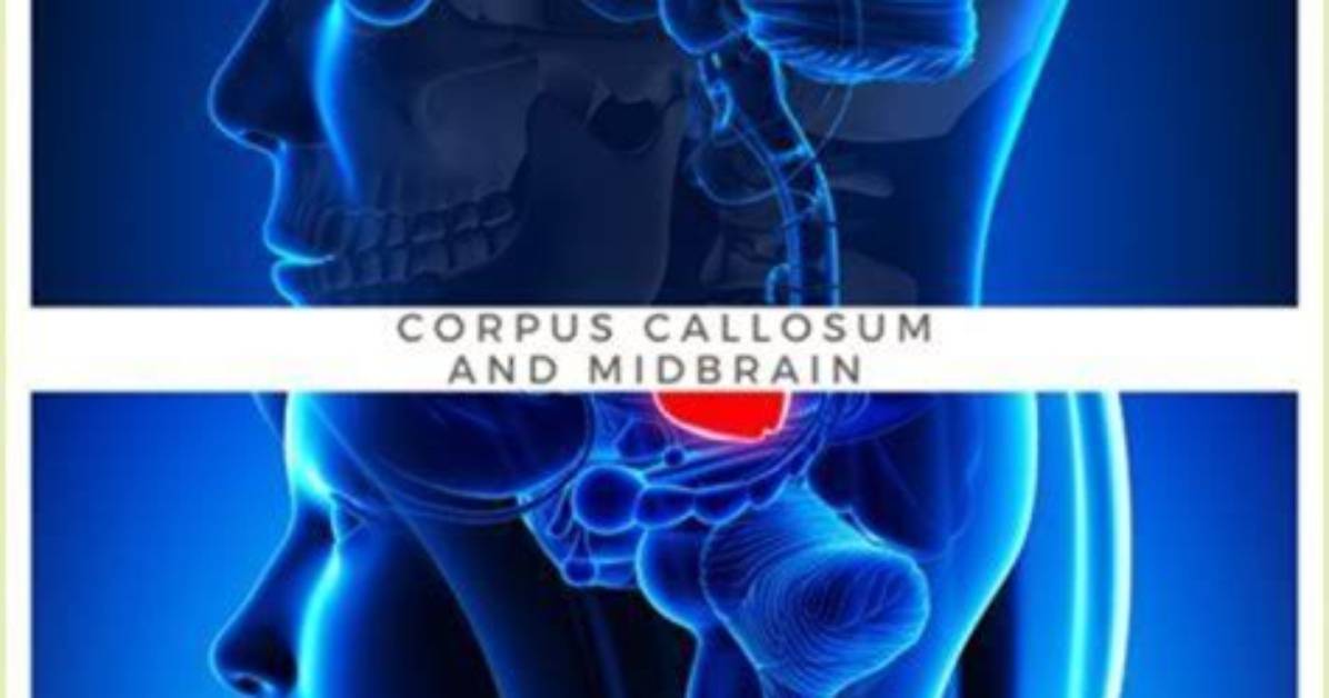 The Essential Role of the Corpus Callosum: Connecting the Brain