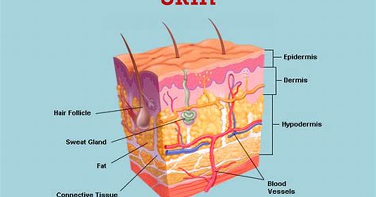 The Human Skin: Unveiling the Body's Largest Organ