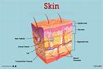 The Human Skin: Unveiling the Body's Largest Organ