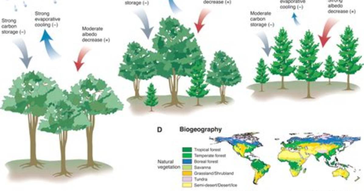 The Influence of Precipitation on Deciduous Forest Ecosystems