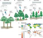 The Influence of Precipitation on Deciduous Forest Ecosystems