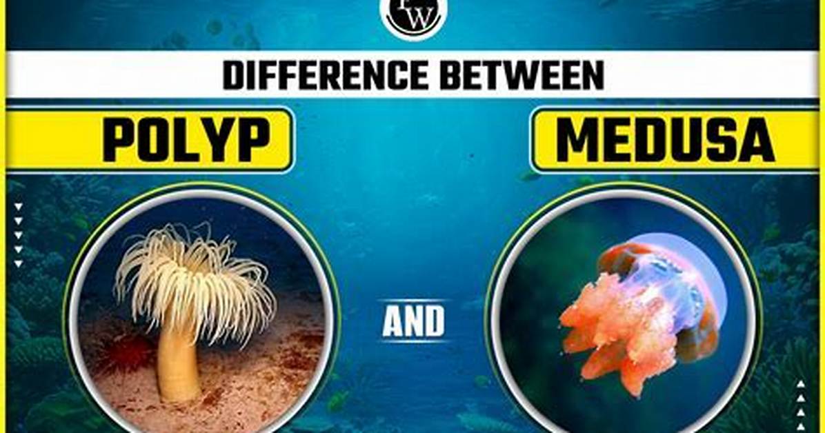 The Key Differences Between Nodules and Polyps