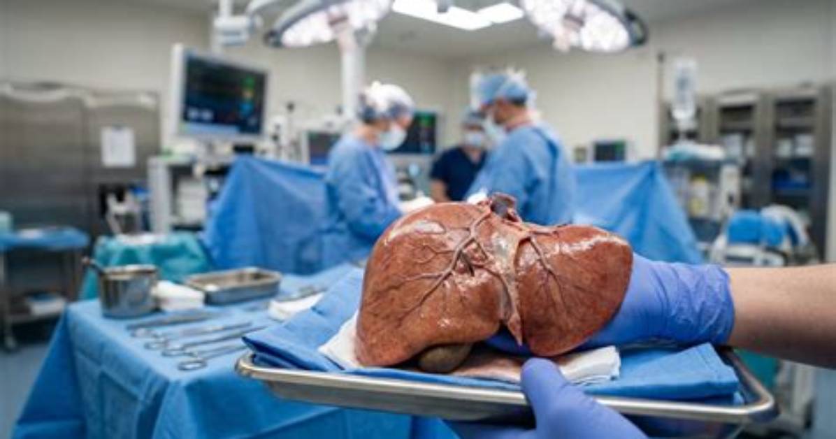 The Liver: Your Body's Largest Internal Organ