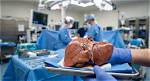 The Liver: Your Body's Largest Internal Organ
