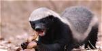 The Most Daring Animal Predators: Who Hunts Humans?