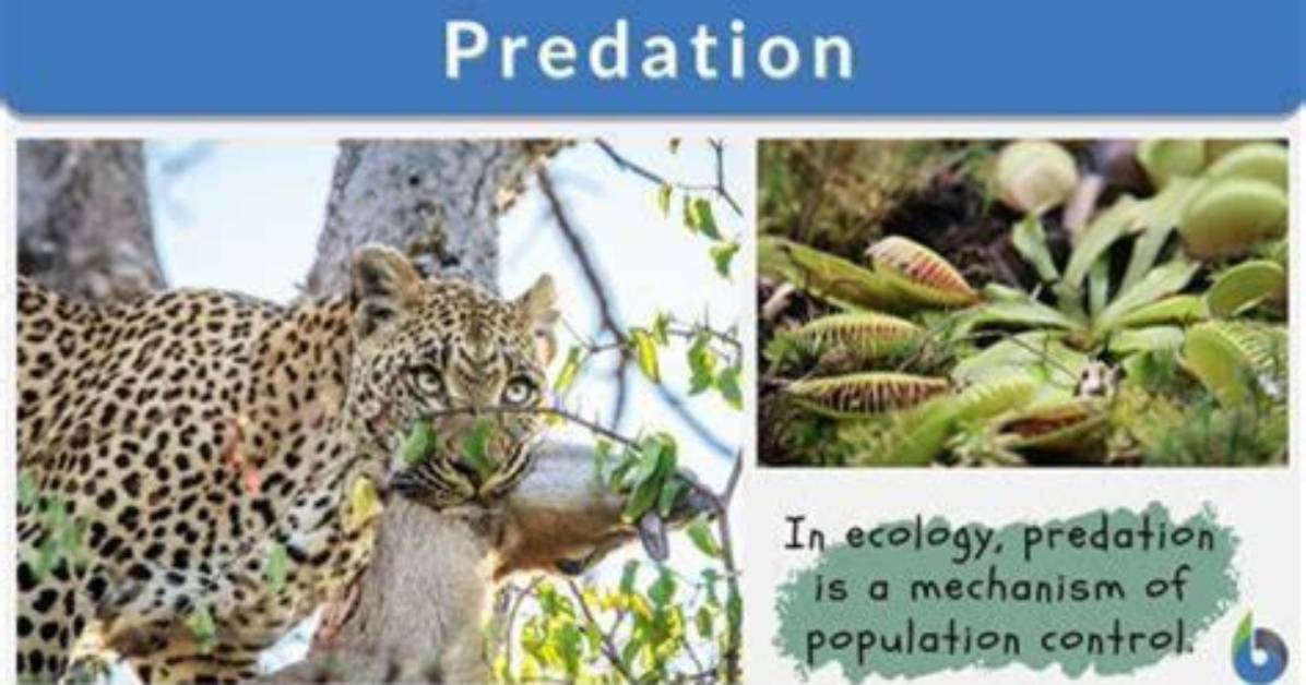 The Savage Predators: Animals That Target Humans