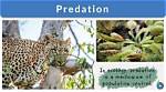 The Savage Predators: Animals That Target Humans