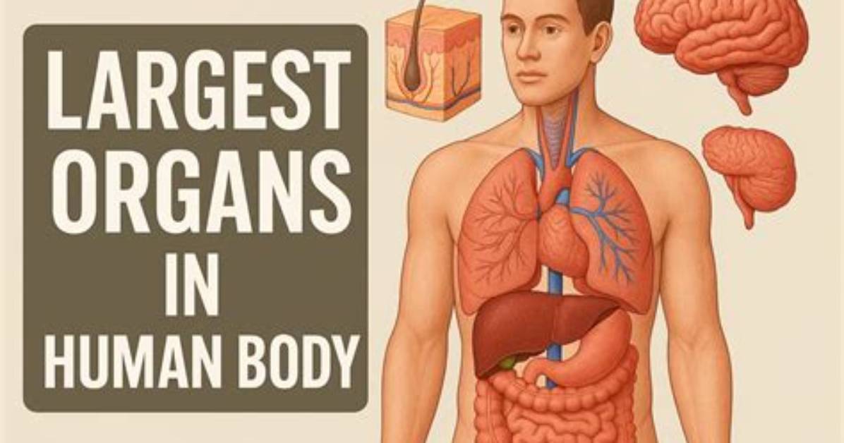 The Second Largest Organ: Its Vital Importance