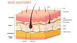 The Skin: the Largest Organ in Your Body