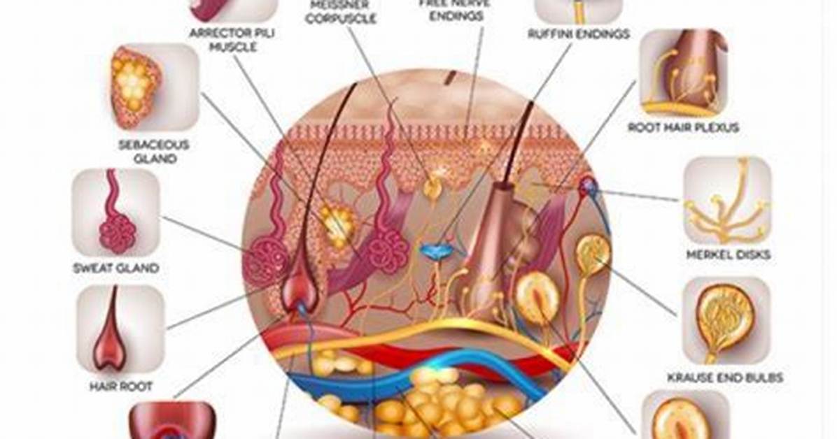 The Skin: Your Largest and Vital Organ