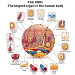 The Skin: Your Largest and Vital Organ