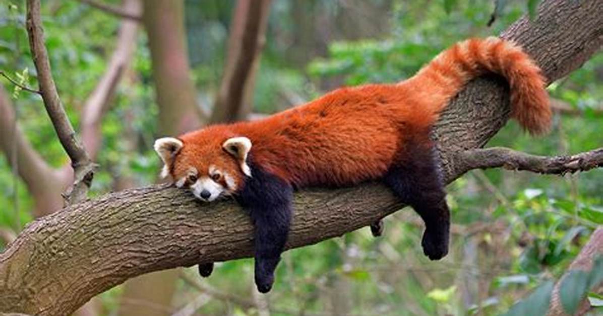 The Truth About Owning a Red Panda: Can You Legally Purchase One?