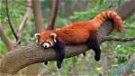 The Truth About Owning a Red Panda: Can You Legally Purchase One?