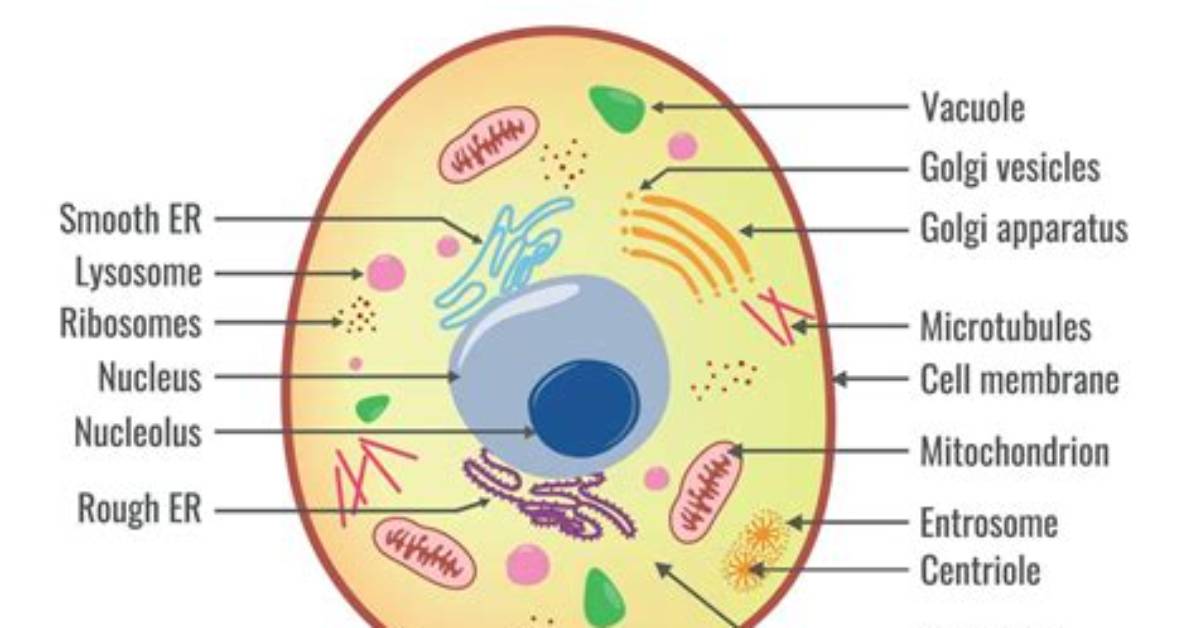 The Ultimate Guide: Do Animal Cells Possess Cell Membranes?