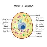 The Ultimate Guide: Do Animal Cells Possess Cell Membranes?