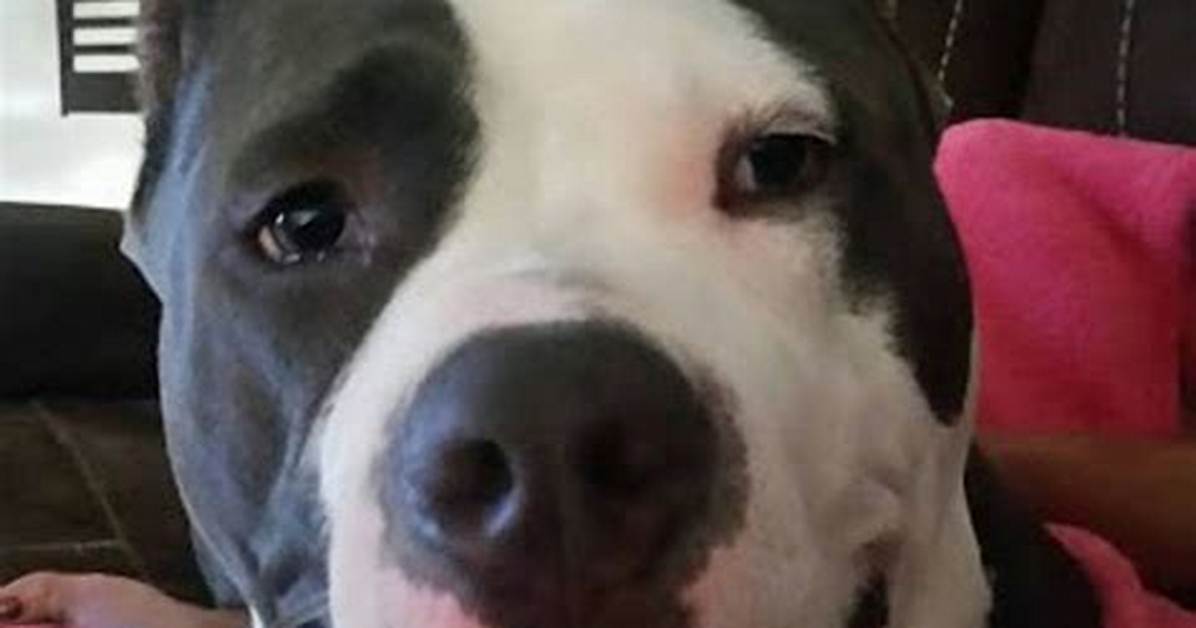 The Ultimate Guide to Bully Pitbulls: Everything You Need to Know