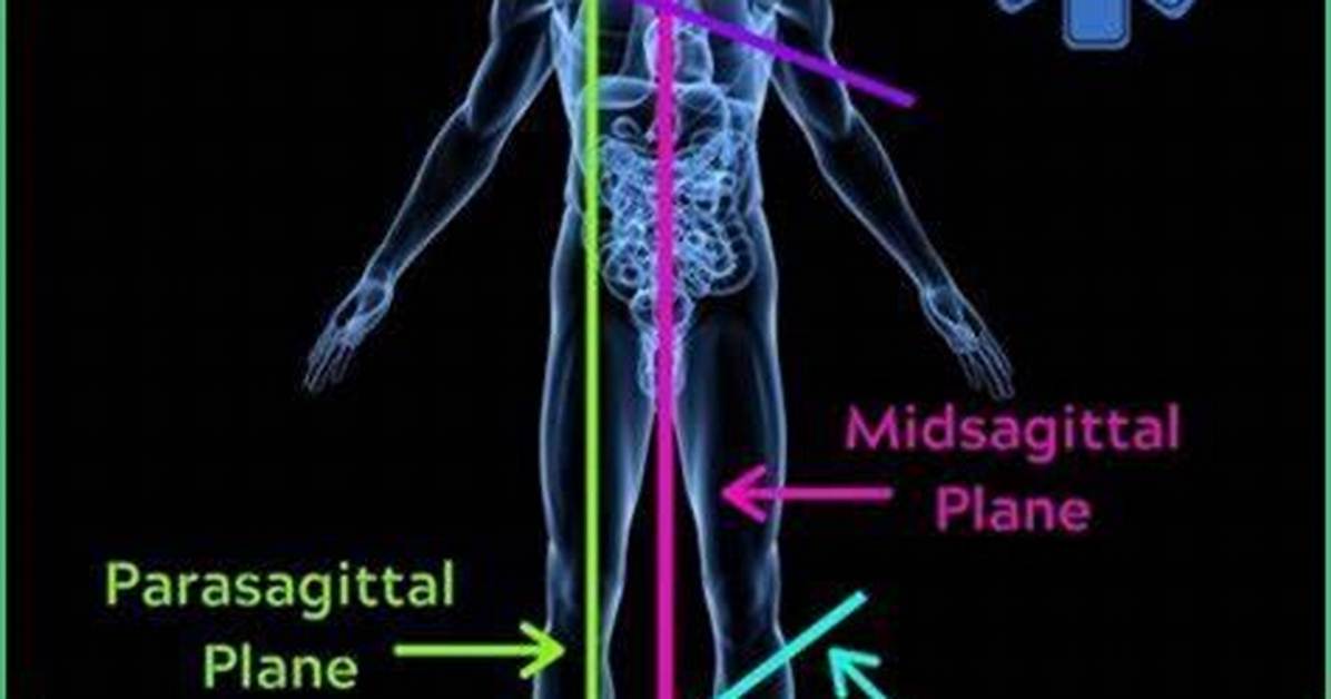 The Ultimate Guide to Midsagittal Definition in Anatomy