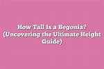 The Ultimate Height Guide: How Tall Is Jane Fonda?